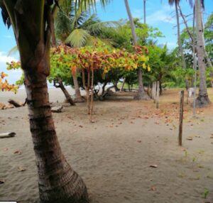 playa bejuco4