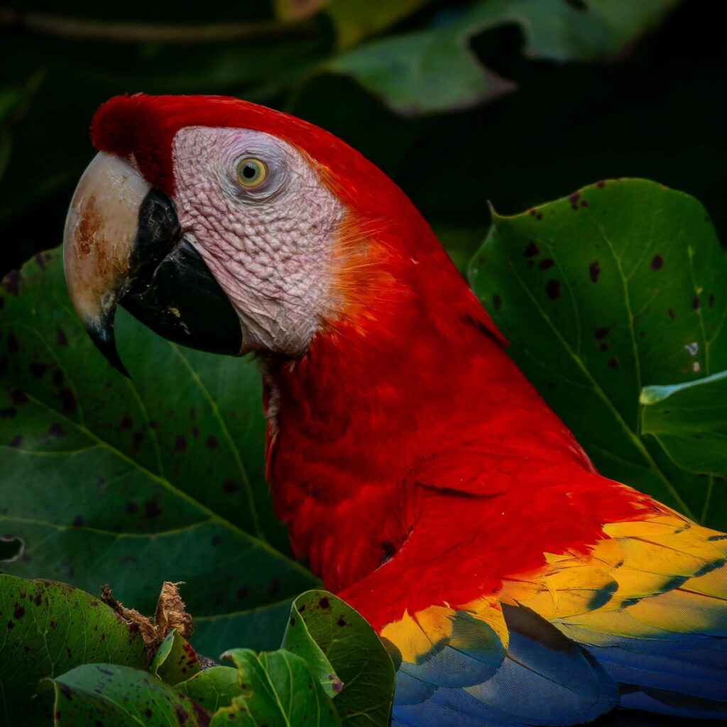 types of toucans
